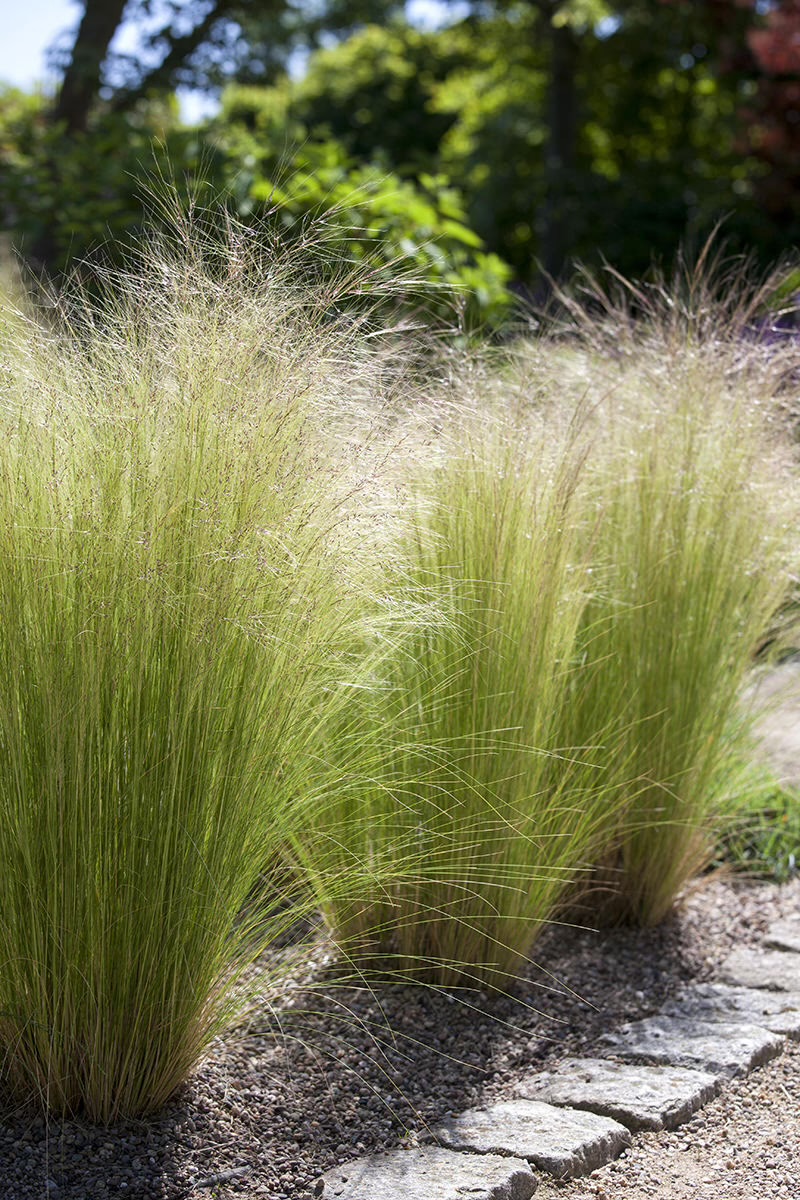 Pflanzen im Garten
